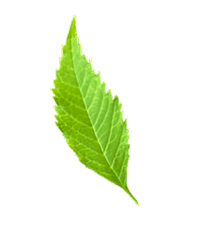 leaf